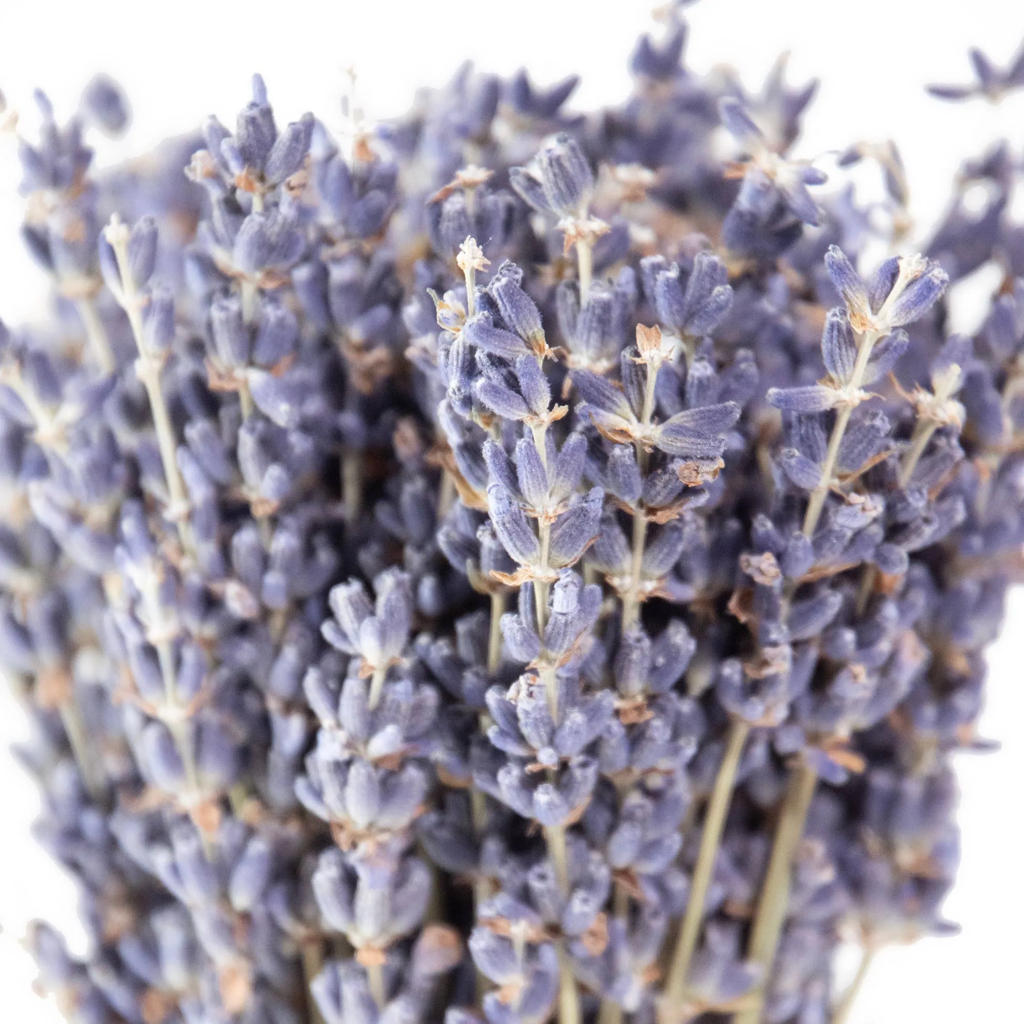 French Lavender Mini Bundle